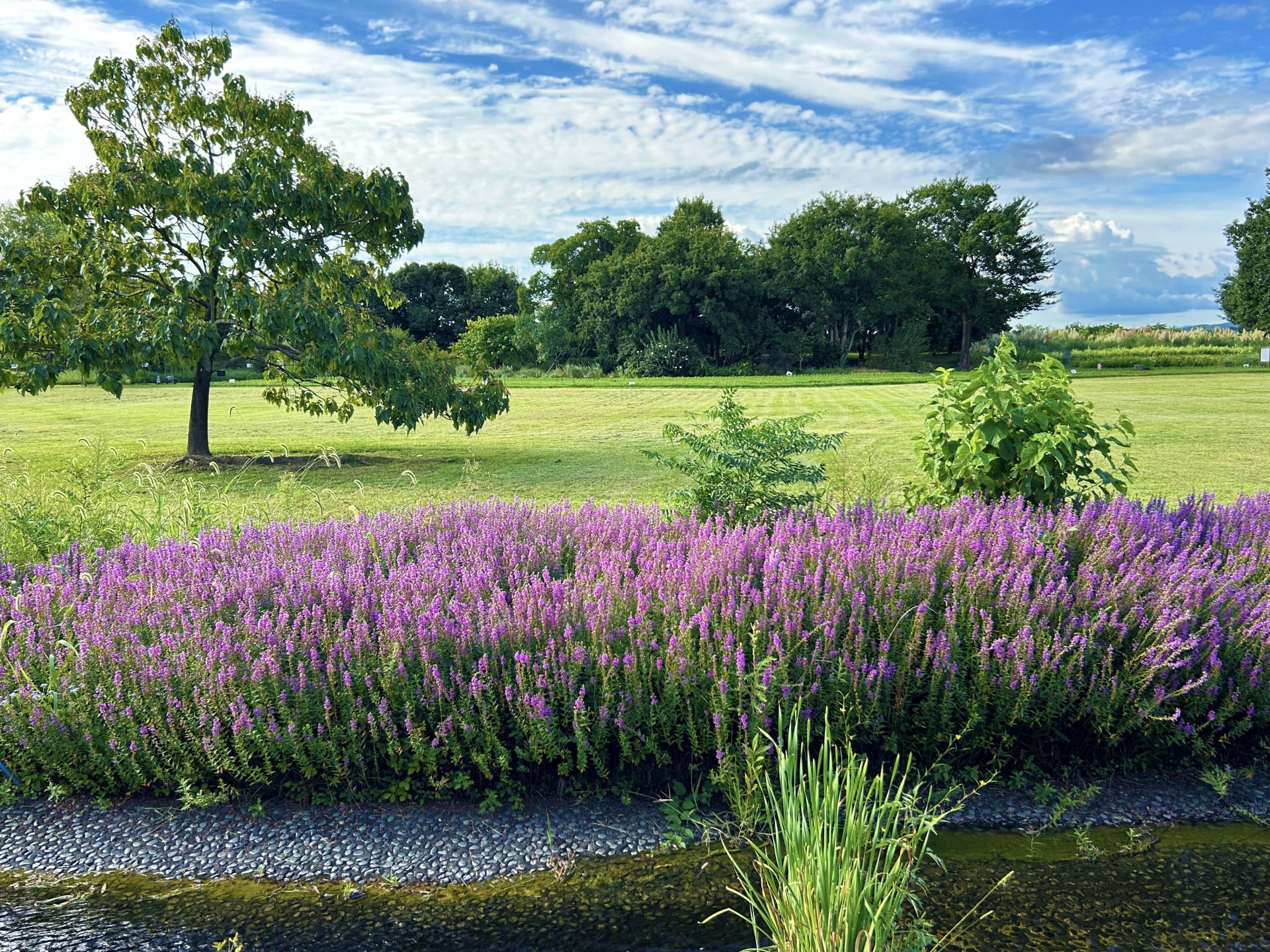 江南市でタクシードライバーとして働くうえで知っておきたい地域の特色