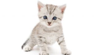 “タクシー運転手”の労働時間や休日って実際どのくらい？